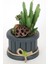 Ahşap Saksıda Yapay Succulent Huernia Penzigii 2