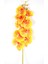 Yapay Dal Baskılı Orkide Çiçeği 88 cm Turuncu Hardal 1