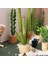 1:6 Evcilik Minyatür Kaktüs Vazo Çiçek Saksı Bitkileri Saksı Ağacı Saksı Dollhouse Dekor Oyuncak, C (Yurt Dışından) 3