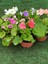 Videolu Saksılı Beyaz Onbir Ay Çiçeği (10 25CM)1 Adet Saksılı Dekoratif Bitki Primula Obcania 3