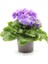 Videolu Mor Onbir Ay Çiçeği Fidanı 25-35 Tüplü Çiçekli Bodur Bitkiler Purple Primula Obcania 1