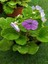 Videolu Mor Onbir Ay Çiçeği Fidanı 25-35 Tüplü Çiçekli Bodur Bitkiler Purple Primula Obcania 3