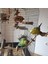 2021NEW Pet Kuş Papağan Papağan Standı Çerçeve Parakeet Kafes Merdiven Tırmanma Hamak Kuş Oyuncaklar Papağan Oyuncakları (Yurt Dışından) 4