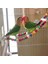 41CM Tarzı Kuş Kafesleri Net Kuş Oyuncak Evcil Papağanlar Merdivenler Tırmanma Oyuncak Doğal Ahşap ile Asılı Toplar Papağan Oyuncakları Parakeets Için Cockatiels (Yurt Dışından) 5