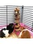 Ağaç Tüpü 20CM Tarzı Ahşap Asılı Egzersiz Lla Pet Malzemeleri Hamster Tavşan Kafesi Aksesuarları Için Çiğneme Oyuncak Gine Domuzları El Yapımı Diş Taşlama (Yurt Dışından) 3
