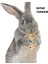 Pet Oyuncak Bir Stil Pet Hamster Diş Taşlama Oyuncaklar Tavşan Ağacı Dalı Çim Topu Doğal Çiğneme Oyuncaklar Tavşanlar Kuş Papağan Oyun Rattan Topu Oyuncak Pet Için (Yurt Dışından) 5