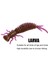 No.7 Tarzı 3g 7.5cm Lot Solucan Larva Yumuşak Yemler 5.5cm.5cmcm Yapay Silikon Yem Jig Wobblers Bas Sazan Pesca Olta Takımı (Yurt Dışından) 5