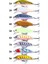 No.6 Tarzı 5cm 3.1g Mking Minnow Balıkçılık Cazibesi Lazer Sert Yapay Yem Aydınlık Wobblers Pike Sazan Yem Crankbaits Olta Takımı (Yurt Dışından) 5