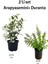Kokulu Arap Yasemin+ Duranta Teras/ Dış Mekan Bitkisi 1