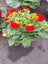 Sarı Kırmızı Renkli Hanımçantası Çiçeği (5-30 Cm)1 Adet Saksılı İç / Dış Mekan Bitkisi 2