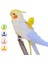 Pembe Tarzı S Beden 2m Ayarlanabilir Kuş Papağan Koşum Tasma Kiti Açık Uçan Eğitim Halatı Kanatlı Küçük Orta Kuş Papağanı Budgie Oiseaux (Yurt Dışından) 2