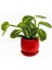 Maranta Leuconeura Lemon Lime - Dua Çiçeği Curvy Kırmızı Saksılı-Ithal 30-40 cm 1