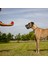 PT001-MAVI Kalp Stili Chew Play Oyuncaklar Sevimli Pet Köpek Kedi Köpek Chew Squeaker Quack Ses Bebek Oyuncak Yaratıcı Simülasyon Donut Pet Malzemeleri Köpek Oyuncakları (Yurt Dışından) 5