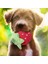 Muz Tarzı Köpek Oyuncakları Cızırtılı Oyuncaklar Sevimli Maması Isırmaya Dayanıklı Temiz Köpek Çiğneme Köpek Yavrusu Eğitim Oyuncak Yumuşak Muz Havuç ve Sebze Köpek Aksesuarları (Yurt Dışından) 5