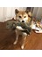 A5 Stili Komik Pet Kedi Köpek Oyuncaklar Sürdürülebilirlik Çiğniyor Oyuncaklar Köpek Aksesuarları Dahili Ses Jeneratörü Hayvanlar Evcil Hayvan Malzemeleri Kedi Oyuncağı (Yurt Dışından) 3