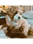 Kiraz Çanta Stili Lüks Tasarımcı Köpek Oyuncakları – Chewy Vuitton, Koleksiyon Squeak Toy| Eşsiz Peluş Squeak Bone Köpek Oyuncakları (Yurt Dışından) 4
