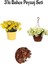 Sarı Çalı PAPAPTYASI(15-30CM)+SARI Petunya ÇIÇEĞI(20-30CM)+2LT Curf Dekoratif Taş 1