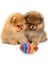 Çok Renkli Stil S Beden Köpek Chew Oyuncaklar Köpek Diş Diş Diş Etleri Isırmaya Dayanıklı Renkli Doğal Kauçuk Diş Temizleme Araçları Köpek Için (Yurt Dışından) 3
