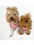 Pink Istanbul Atlet Köpek Kıyafeti Köpek Elbisesi 2