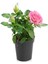 Pembe Gül (10-15 Cm)+(5-10 Cm) Kurdela Çiçeği Hediyeli Saksılı Dış Mekan Bitkisi 2
