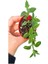 Sarı Gül Fidanı+ Buz Çiçeği Fidanı Seti(15-25 Cm) Saksılı Dış Mekan Bitkileri 3