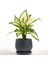 Difenbahya Bitkisi (Dieffenbachia Camilla) - Curvy Antrasit Saksılı 30-40 cm 1