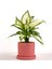 Difenbahya Bitkisi (Dieffenbachia Camilla) - Ruby Pembe Saksılı 30-40 cm 1
