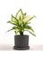 Difenbahya Bitkisi (Dieffenbachia Camilla) - Ruby Antrasit Saksılı 30-40 cm 1