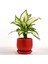 Difenbahya Bitkisi (Dieffenbachia Camilla) - Curvy Kırmızı Saksılı 30-40 cm 1