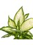 Difenbahya Bitkisi (Dieffenbachia Camilla) - Curvy Terra Cotta Saksılı 30-40 cm 2