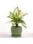 Difenbahya Bitkisi (Dieffenbachia Camilla) - Curvy Yeşil Saksılı 30-40 cm 1