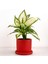 Difenbahya Bitkisi (Dieffenbachia Camilla) - Ruby Kırmızı Saksılı 30-40 cm 1