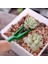 6 Adet Dayanıklı Bahçe Succulents Bahçe Seti Ayarlanabilir Ekici Dikim Perforatör Kiti (Yurt Dışından) 5