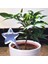 Su Houseplant Bitki Pot Yıldızı Otomatik Sulama Cihazı Bahçe Aletleri Podazz (Yurt Dışından) 3
