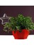 Su Houseplant Bitki Pot Yıldızı Otomatik Sulama Cihazı Bahçe Aletleri Podazz (Yurt Dışından) 4