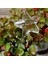 Su Houseplant Bitki Pot Yıldızı Otomatik Sulama Cihazı Bahçe Aletleri Podazz (Yurt Dışından) 5