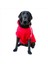 Kırmızı Adidog Kapşonlu Sweatshirt, Orta ve Büyük Irklar Için Köpek Kıyafeti, 2