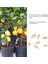 Limon Tohumları, Büyümesi Kolay Limon Bonsai Ağacı Tohumları Avluda, Balkonda, Bahçede Yaygın Olarak Kullanılan (Yurt Dışından) 4