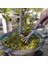 2 In 1 Paslanmaz Çelik Bonsai Bahçe Aletleri Kök Tırmık Spatula Cımbız Bahçe Podazz (Yurt Dışından) 4