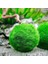 Moss Ball 5-6 cm Yosun Topu Canlı Bitki 1 Adet 1