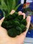 Moss Ball 5-6 cm Yosun Topu Canlı Bitki 1 Adet 2