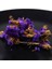 Phnom Penh Rose 6g Stili Diy Kokulu Balmumu Parçası Yapmak Aromaterapi Dekorasyon Velas Mum Yapma Malzemeleri Çay 3D Çiçek Ölür Noel Çiçeği Diesflowers (Yurt Dışından) 5