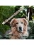 Gerçek Deriden El Yapımı Köpek Tasması, Apple Airtag Uyumlu Yuva, 50CM Ayarlanabilir Ölçü, Leopar Desen 1