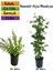 Serada Decor Plant Duranta/mor Ağaç Menekşesi+Kokulu Hanımeli Çiçeği Fidanı 2'li Bahçe Peyzaj Seti 1