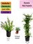 Mavi Yasemin+ Duranta+ Tül Çiçeği Fidanı 1