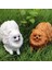 Güzel Pomeranian Köpek Hayvan Aksiyon Şekilli Kalıp Ev Dekor Eğitim Çocuk Oyuncak (Yurt Dışından) 4