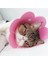 Pembe Stil M Beden Keçe Kedi Yaka Elizabeth Daire Kedi Ayçiçeği Yaka Keçe Pet Ürünleri Yalama Önleyici Kedi Yaka Uahua Lüks Köpek Tasması (Yurt Dışından) 3