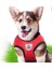 Pembe Tarzı M Beden 6 Renkler Pet Koşum ve Tasma Seti Kedi Köpek Chihuahua Yavru Köpek Için Nefes Örgü Ayarlanabilir Yelek Pet Malzemeleri (Yurt Dışından) 4