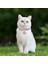 Siyah Beyaz Tarzı S Beden Elmas Kakma Pet Kedi Yaka Pety Kristal Elastik Kediler Yaka Ayak Izleri Aksesuarları Yavru Köpek Yaka Kedi Kolye (Yurt Dışından) 3