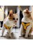 12ORDU Kamuflaj Stili Xl Beden Örgü Köpek Kedi Koşum Yelek Yansıtıcı Köpek Koşum ve Chihuahua Pug Için Tasma Seti Küçük Orta Yürüyüş Kurşun Tasma (Yurt Dışından) 2